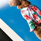 Epson Premium Luster