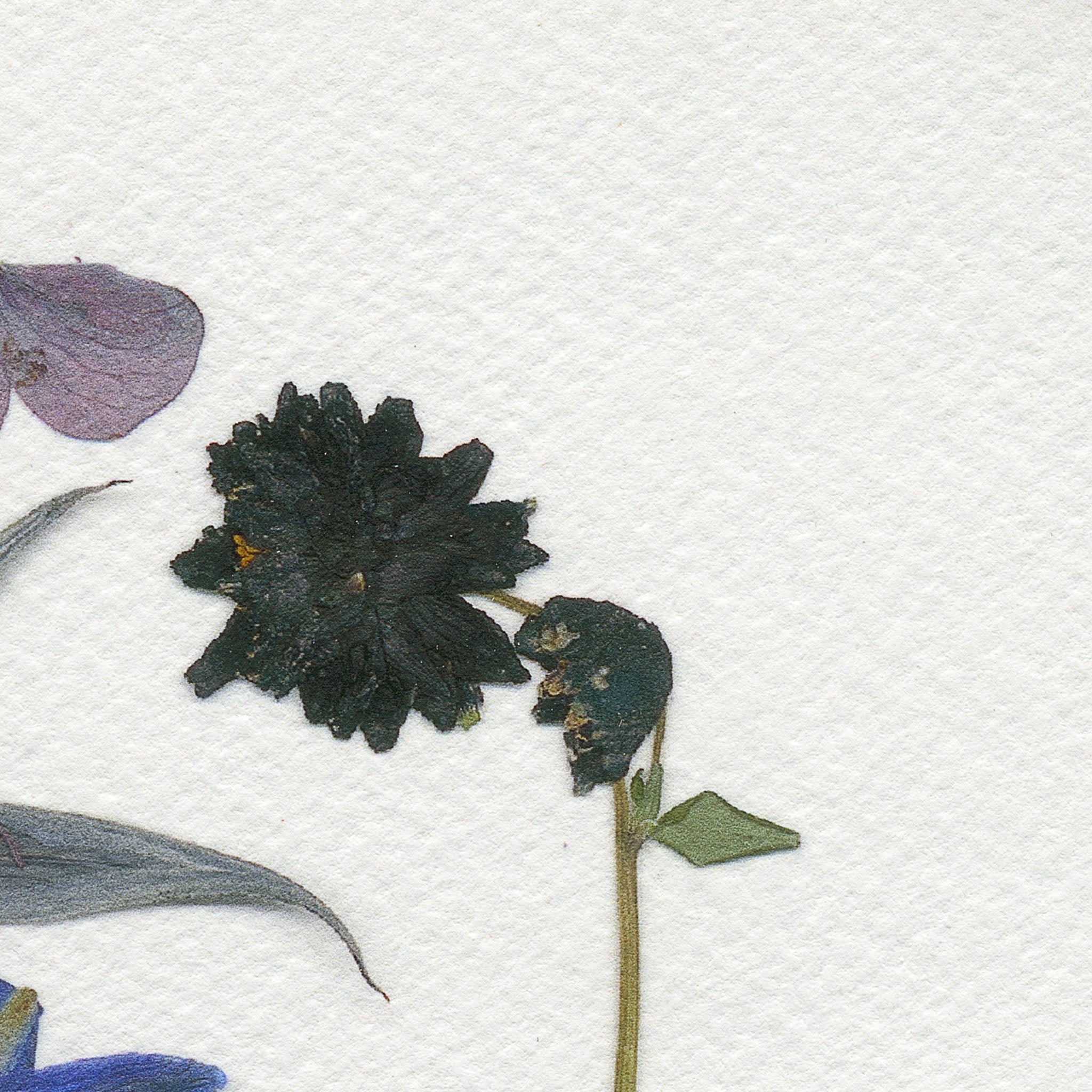 Epson Cold Press Bright